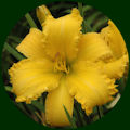 daylily pic