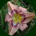 daylily pic